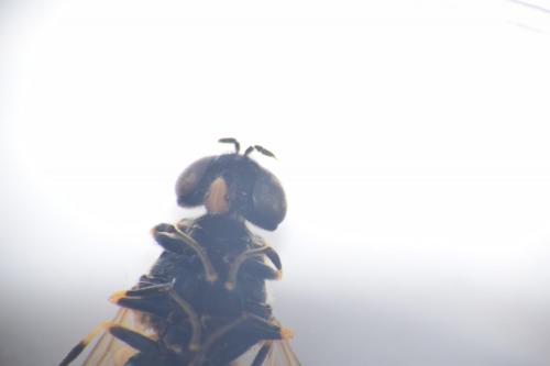 Chloromyia formosa