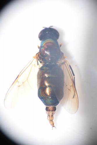 Chloromyia formosa
