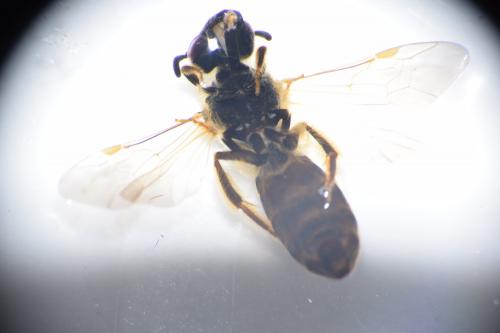 Halictus sp.