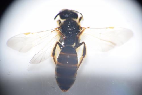 Réf. 144 581 : Halictus sp.