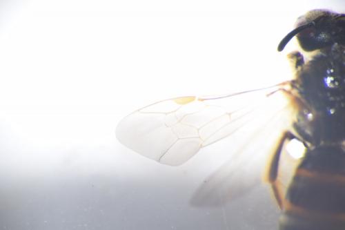 Halictus sp.