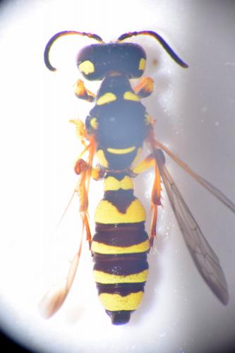 Cerceris sp.
