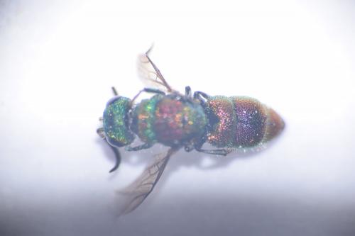 Chrysis sp.