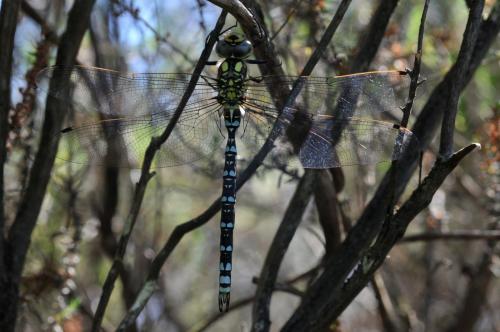 Réf. 144 651 : Aeshna cyanea
