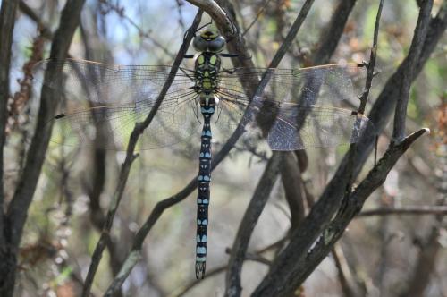 Aeshna cyanea