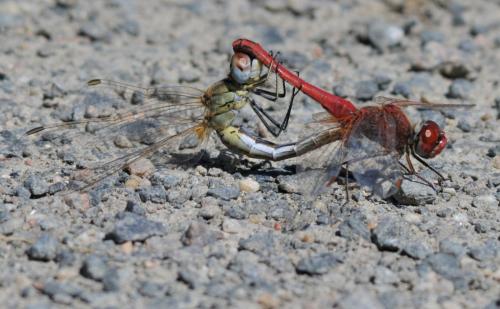 Sympetrum fonscolombii