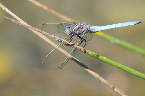 Orthetrum coerulescens