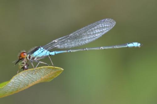 Réf. 144 398 : Erythromma viridulum