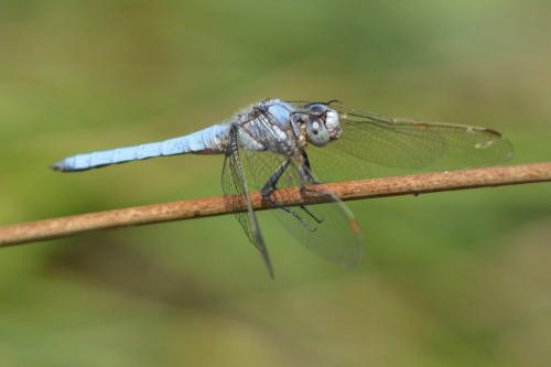 Réf. 144 320 : Orthetrum brunneum