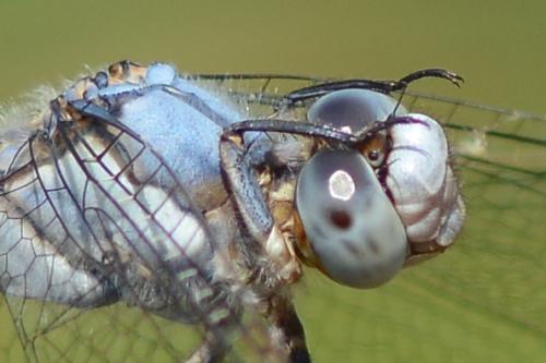 Orthetrum brunneum