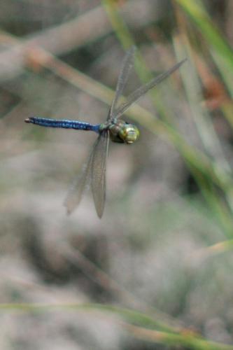 Anax imperator