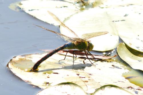 Anax imperator