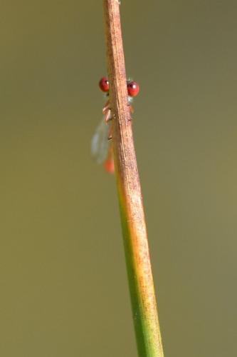 Ceriagrion tenellum