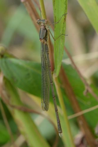 Chalcolestes viridis