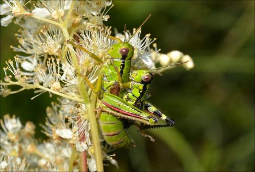 Miramella alpina subalpina