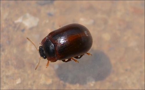Gonioctena viminalis