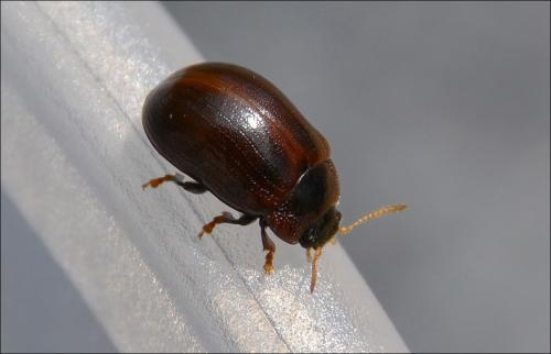 Gonioctena viminalis