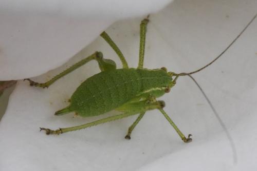 Leptophyes punctatissima