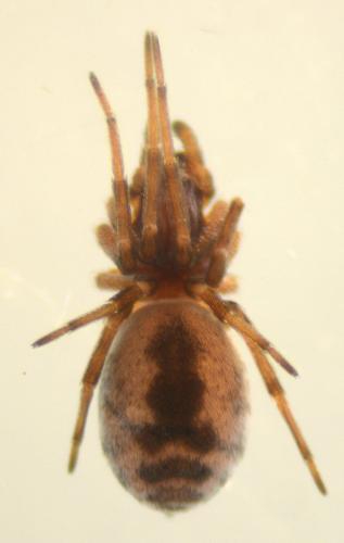 Brigittea latens
