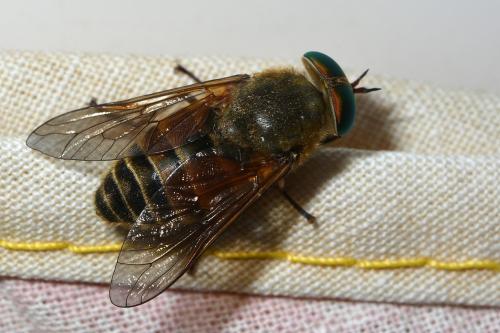 Philipomyia aprica