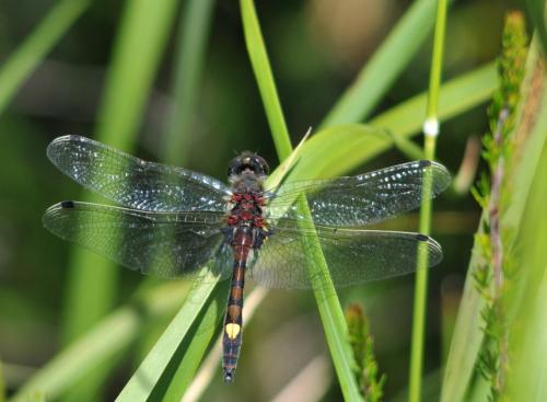 Réf. 144 533 : Leucorrhinia pectoralis