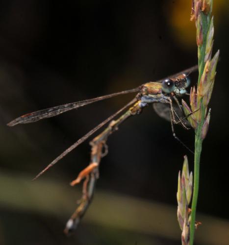 Lestes virens
