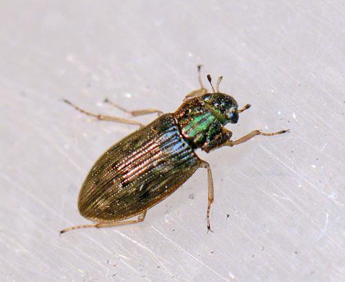 Helophorus sp.