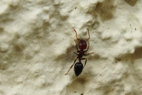 Réf. 144 409 : Crematogaster scutellaris