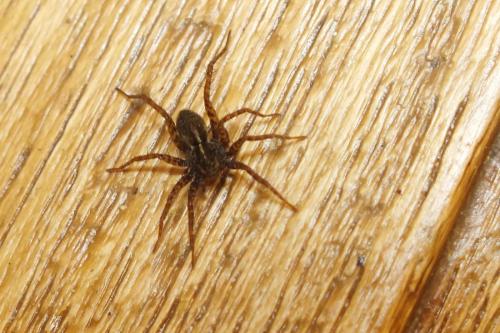 Pardosa sp.