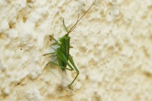 Tettigonia viridissima