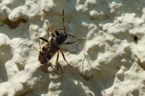 Beosus maritimus