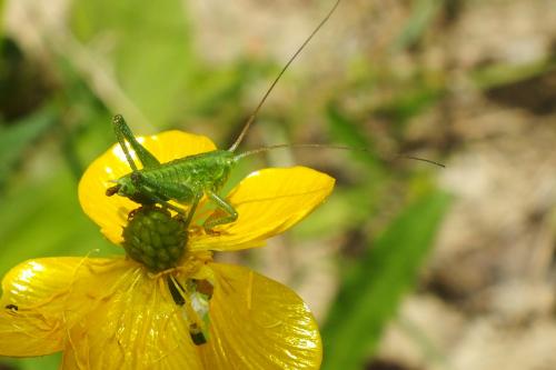 Tettigonia viridissima