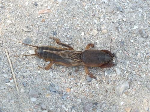 Réf. 144 695 : Gryllotalpa septemdecimchromosomica