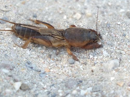 Gryllotalpa septemdecimchromosomica
