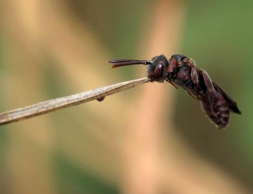 Nomada sp.