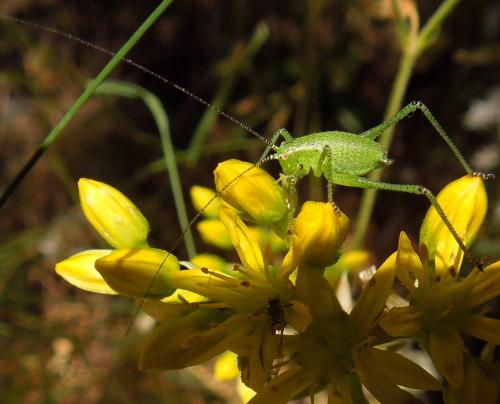 Réf. 144 707 : Phaneropterinae inconnu