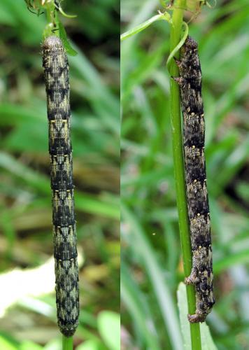 Lycia pomonaria