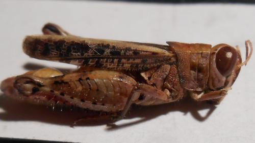 Réf. 144 392 : Calliptamus barbarus barbarus