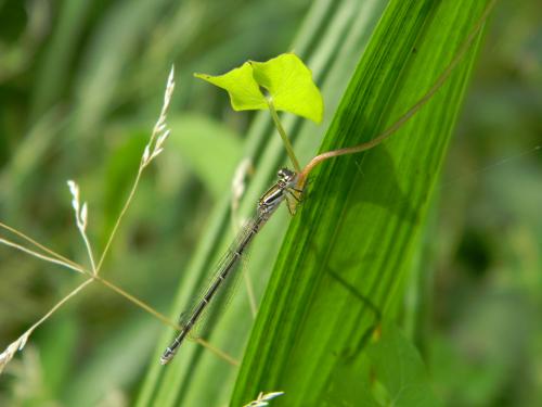 Coenagrion sp.