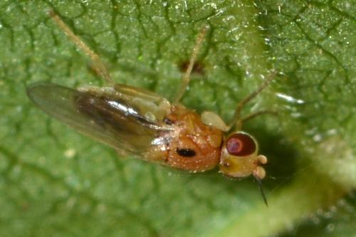 Elachiptera sp.