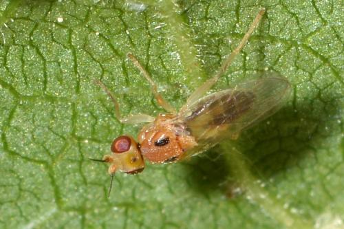 Elachiptera sp.