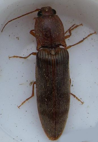 Réf. 144 420 : Stenagostus rhombeus