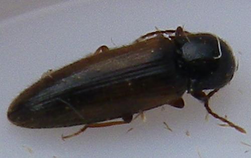 Adrastus sp.