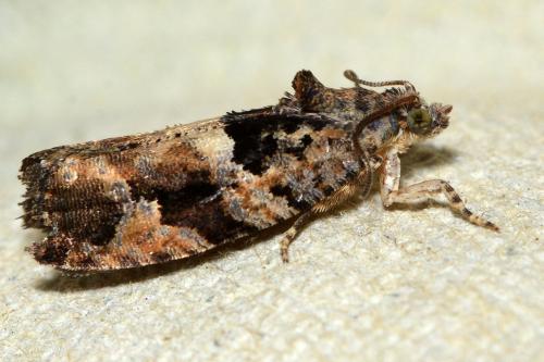 Eudemis profundana