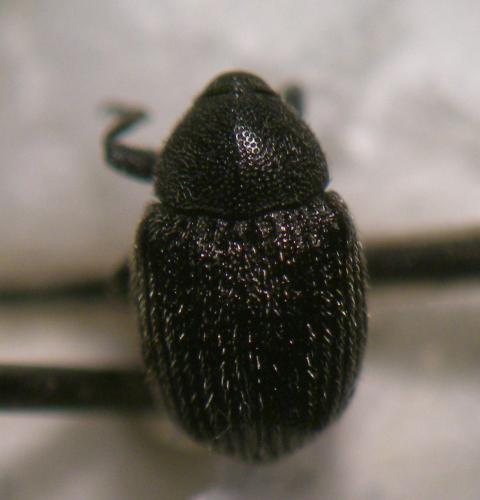 Cleopomiarus sp.