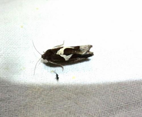 Epiblema foenella