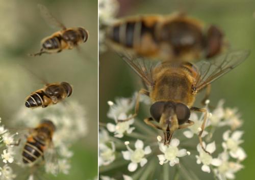 Eristalis nemorum