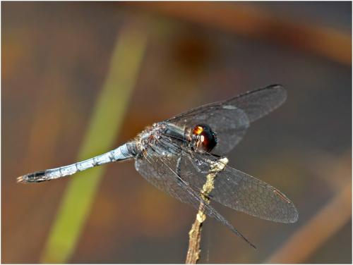 Erythrodiplax paraguayensis