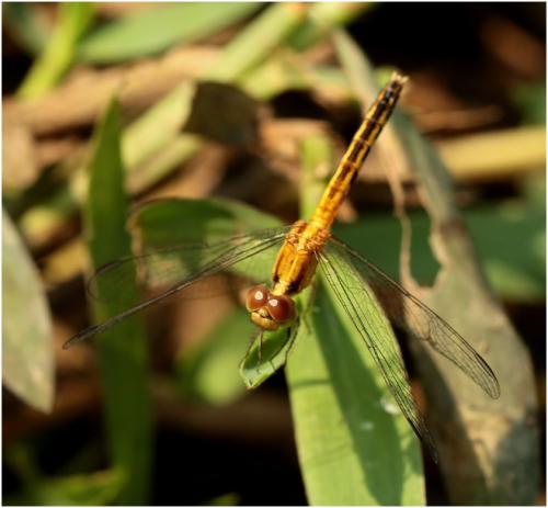 Erythrodiplax paraguayensis