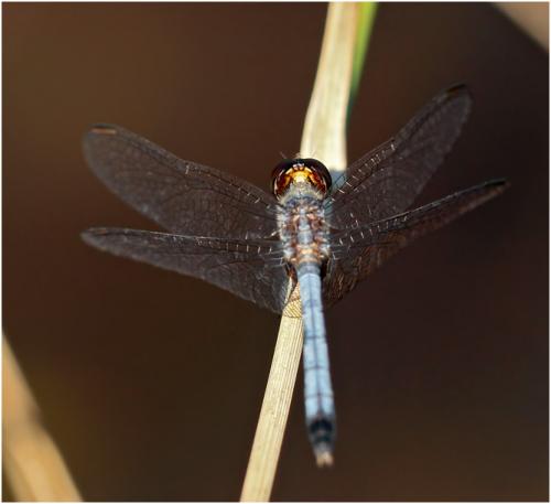 Erythrodiplax paraguayensis